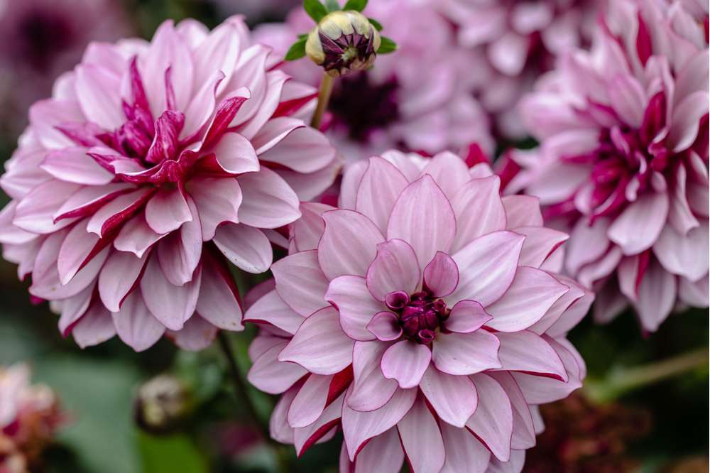 Dahlia 'Creme de Cassis'